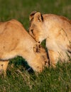 Female lionesses sniffing each other for identification