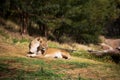 Female Lions Royalty Free Stock Photo