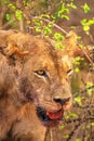 female lions eating a buffalo killed in Kenya Africa