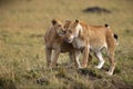 Female lions, lioness captured walking on a grassland captured in a savanna