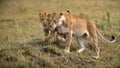 Female lions, lioness walking and looking for hunt captured in wilderness