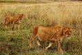 2 female Lions walking through the savanna