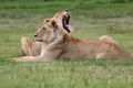 Female lions