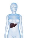 Female liver Royalty Free Stock Photo