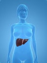 Female liver Royalty Free Stock Photo