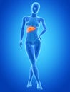 The female liver Royalty Free Stock Photo