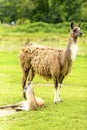 A female llama with a cub on a background of green grass, summer and a sunny day