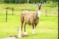 A female llama with a cub on a background of green grass, summer and a sunny day