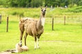 A female llama with a cub on a background of green grass, summer and a sunny day