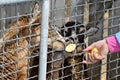 Female llama is fed from a hand in the zoo