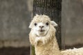 The female llama. Lama face closeup. Lama glama. Lama glama in the farm in Peru.