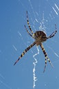 Argiope lobata spider and web in dorsal view