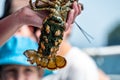 Female lobster with eggs attached under her tail and a V-notch to indicate a catch and release specimen Royalty Free Stock Photo