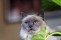 Female Long Hair Ragdoll Seal Point Cat Sitting in front of a green plant Royalty Free Stock Photo