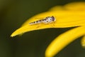 Female long hoverfly Sphaerophoria scripta on Orange Cone Flower