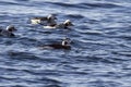 Female long-tailed ducks and a group of floating on the water da