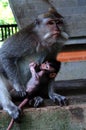 A female Long-tailed Macaque, or Crab Eating Macaque, Macaca fascicularis, holding her baby.