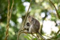 Female Long Tailed Macaque with holding her tiny baby Royalty Free Stock Photo