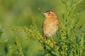 A female long-tailed widowbird perched on a plant, South Africa