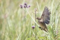 Female Long-tailed Widowbird sitting on a brush Royalty Free Stock Photo