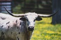 A female longhorn cattle closeup showing her strong look Royalty Free Stock Photo