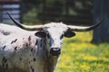 A female longhorn cattle closeup showing her strong look