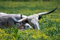 A female longhorn cattle loving her new calf Royalty Free Stock Photo
