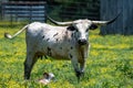 A female longhorn cattle protecting her new calf Royalty Free Stock Photo