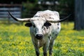 A female longhorn cattle standing in a meadow filled with yellow flowers Royalty Free Stock Photo