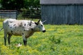 A female longhorn cattle standing over her one day calf Royalty Free Stock Photo