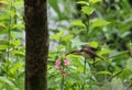 Female Loten`s sunbird, long billed sunbird