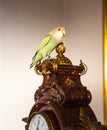 Female lovebirds perched on an old clock