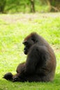 Female Lowland gorilla
