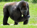 Female Lowland Gorilla Drinking