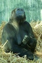 Female Lowland Gorilla