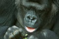 Female lowland gorilla