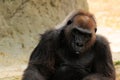 Female lowland gorilla relaxing