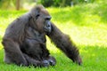 Female lowland gorilla relaxing