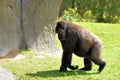 Female lowland gorilla on a walk