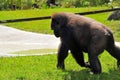 Female lowland gorilla walking