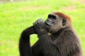 Female lowland gorilla in a zoo