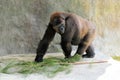 Female lowland gorilla in zoo