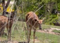 A Female Lowland Nyala