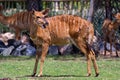 Female Lowland Nyala deer antelope in grass looking backwards in southern africa