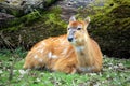 Female lowland nyala Tragelaphus angasii, an antelope native t