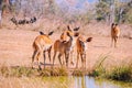 Female lowland nyalas in Malawi, Africa