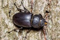 Female Lucanid Beetle Royalty Free Stock Photo