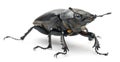 Female Lucanus cervus Royalty Free Stock Photo