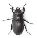 Female Lucanus cervus Royalty Free Stock Photo