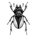 Female Lucanus Cervus beetle illustration vector Royalty Free Stock Photo